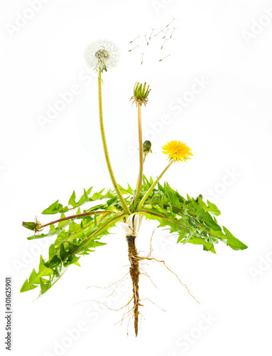 Dandelion plant (Taraxacum sp.) showing all parts and all phases of reproduction, from flower to seed dispersal.