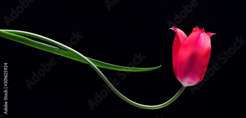 Red tulip in horizontal growth form. Although stem is growing horizontally, the flower has oriented itself upward toward the light, showing phototropism.