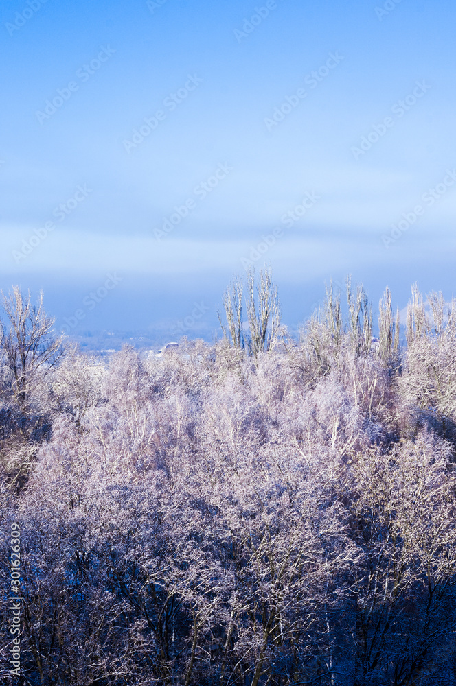 Winter urban frosty landscape - snow covered trees on foggy background Winter urban frosty landscape - snow covered trees on foggy background