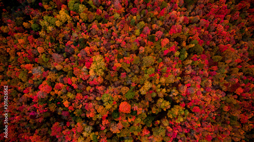The fall colours from above