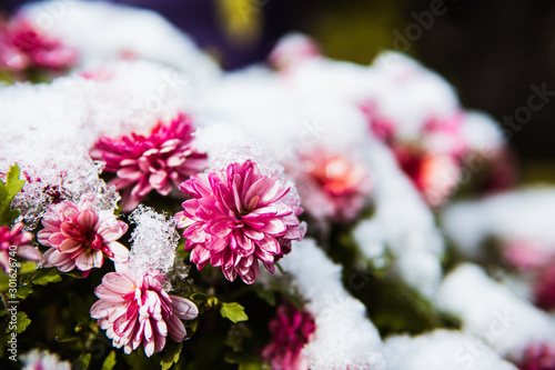 A flower that is covered in snow