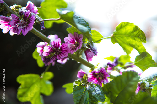 A purple flower covered in a light dusting of snow