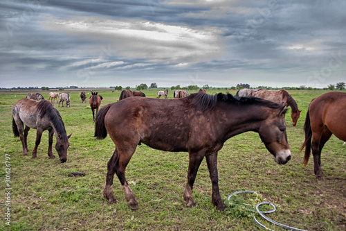 Wild horses graze in the sunlit meadow