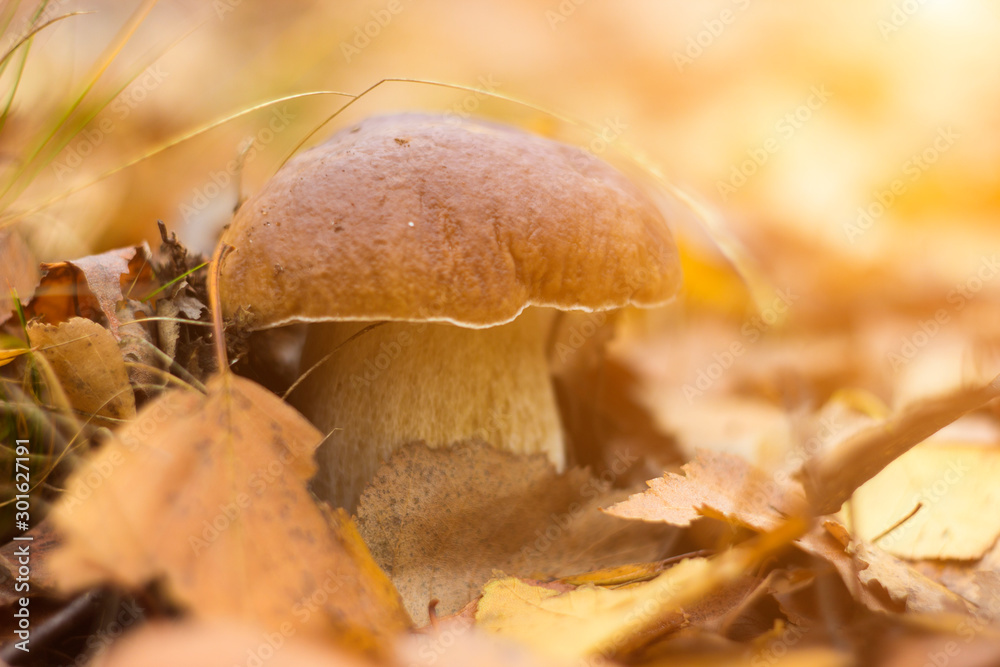 Porcini mashroom in the forest, close up Porcini mashroom in the forest, close up