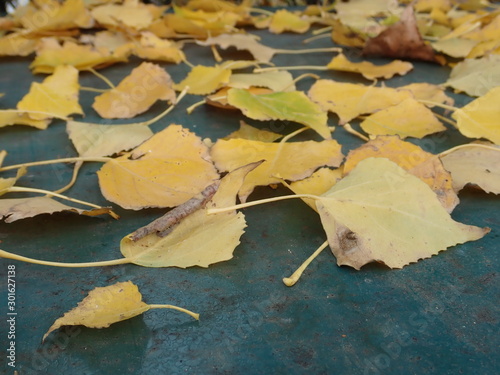 autumn colorful leavesin the nature photo