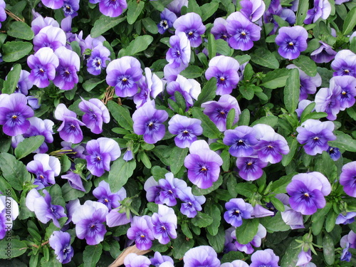 A variety of purple flowers