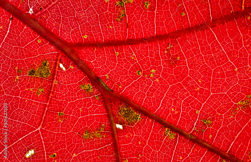 Fototapeta premium Veins in leaf of red oak (Quercus rubrum) in late November in central Virginia