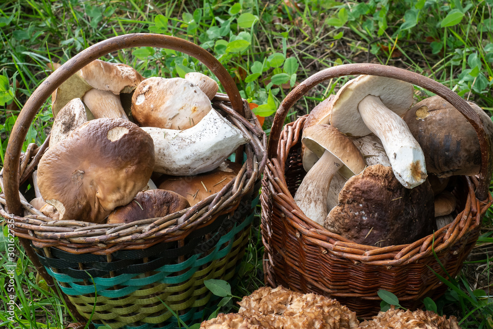 Two full baskets with edible mushrooms.