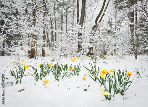 Daffodils in early spring snowstorm in central Virginia.