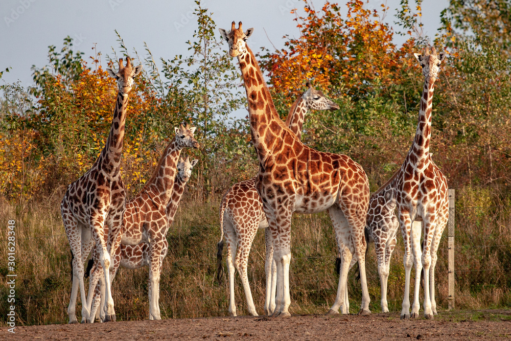 Fototapeta premium Giraffen im Sonnenlicht