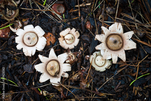 Earthstar fungi (Geastrum sp.) growing through forest floor in central Virginia. Small openings in center of each fruiting body allows for spores to be released into the air for dispersal. photo