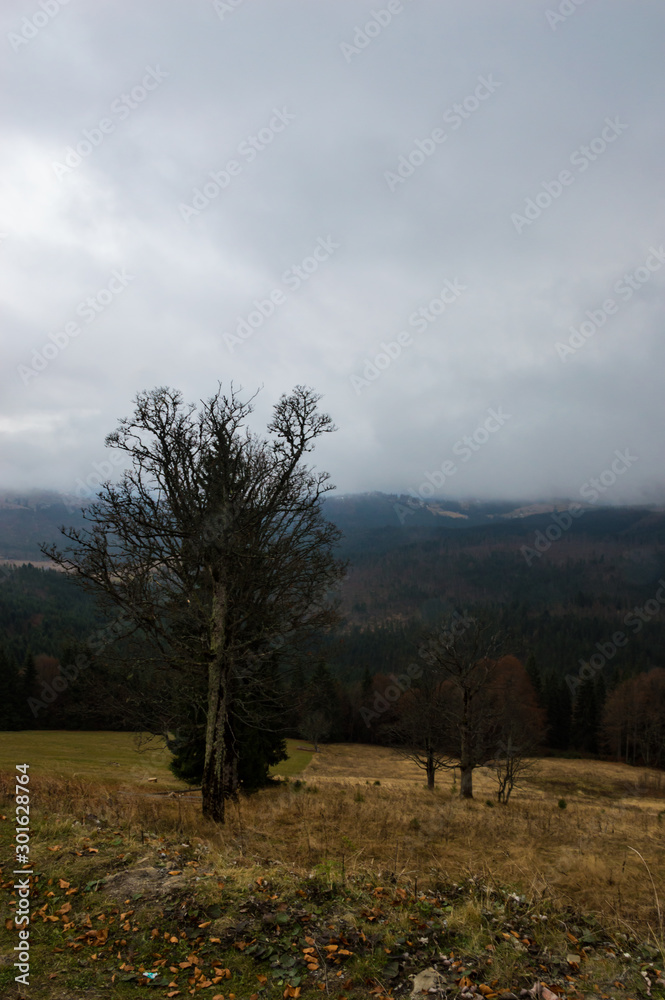 Obraz premium Autumn landscape backgroun in the rain with fog