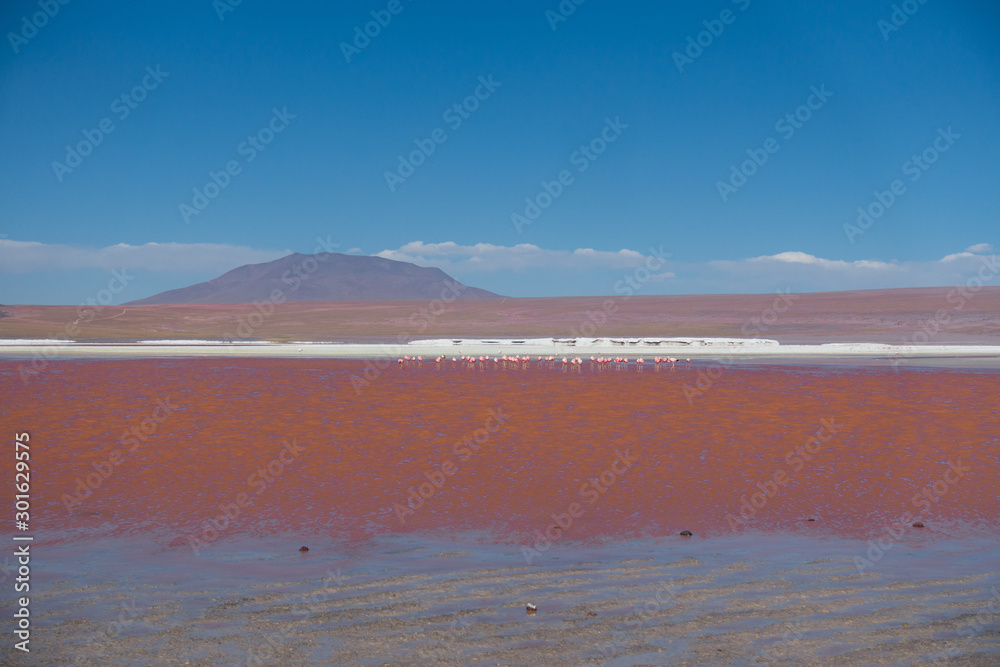 Laguna Colorada - Uyuni - Bolivia