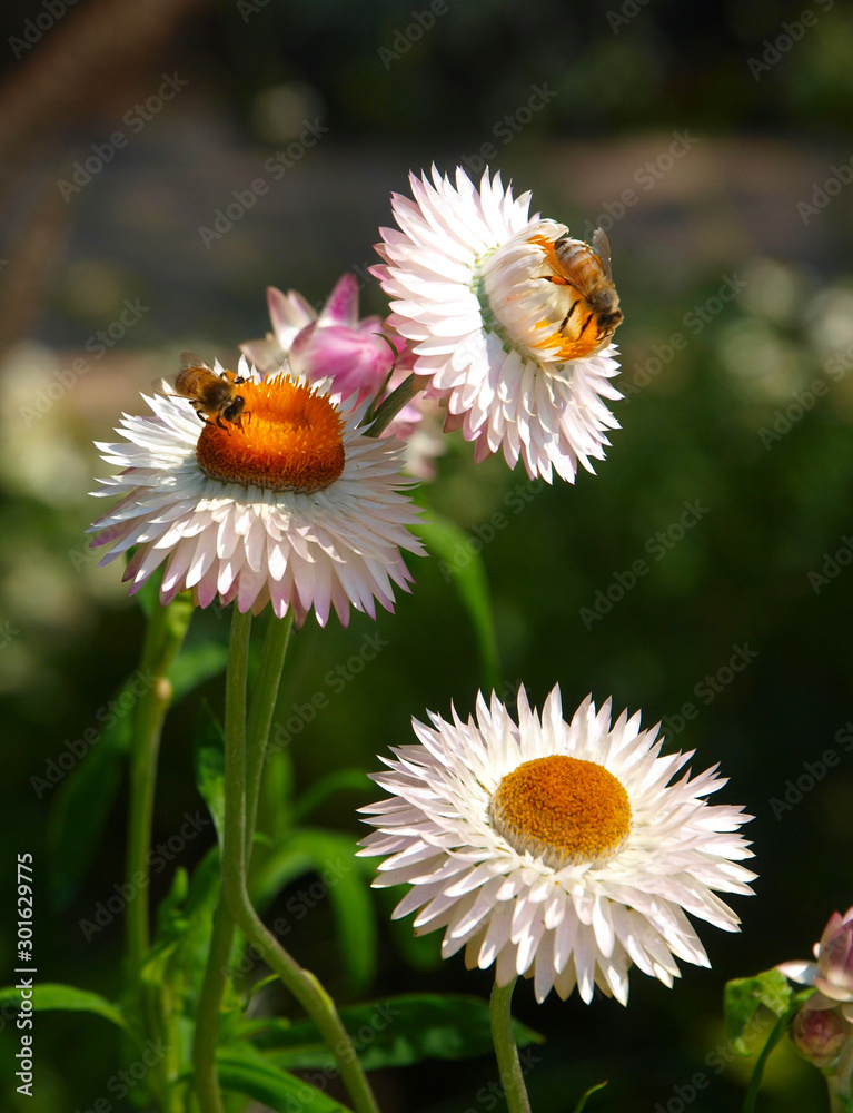 Obraz premium OLYMPUS DIGITAL CAMERA