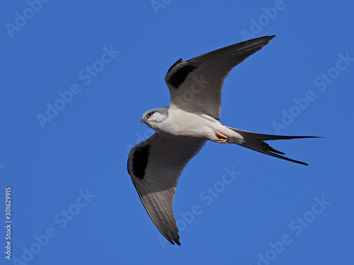 African swallow-tailed kite  Chelictinia riocourii 