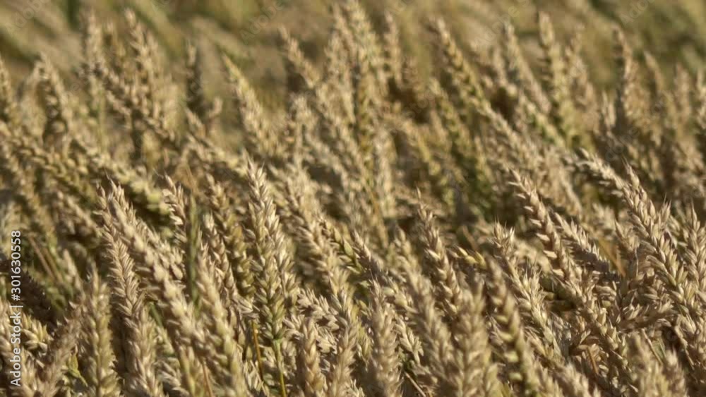 Wind in ripe golden wheat fields, ears motion in wind, agriculture background Wind in ripe golden wheat fields, ears motion in wind, agriculture background