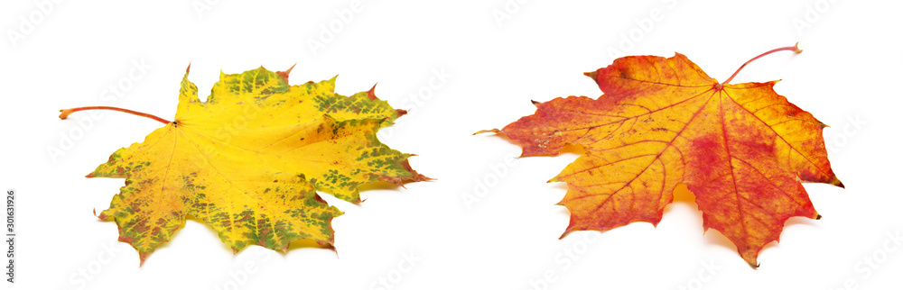 autumn maple leaf isolated on white background autumn maple leaf isolated on white background