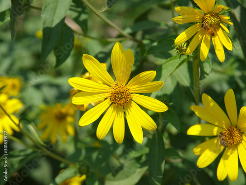 A variety of yellow flowers