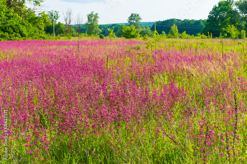 View on field with pink flowers in the summer