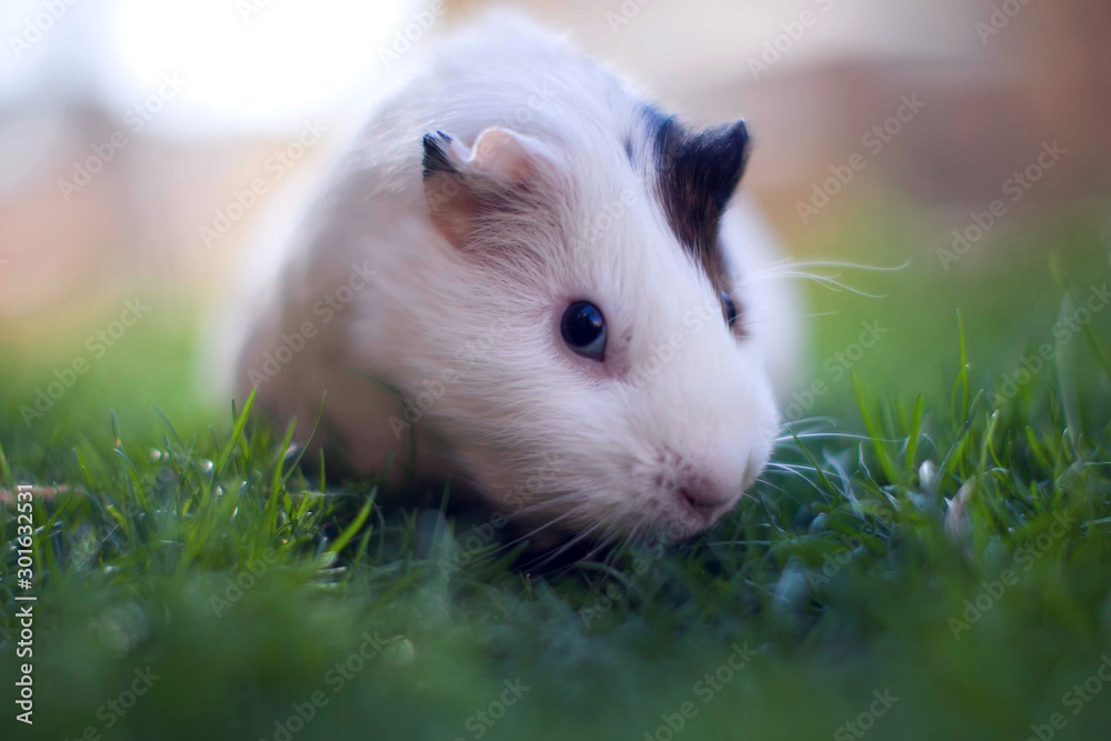 White and brown guinea pig on the green grass in the garden. White and brown guinea pig on the green grass in the garden.