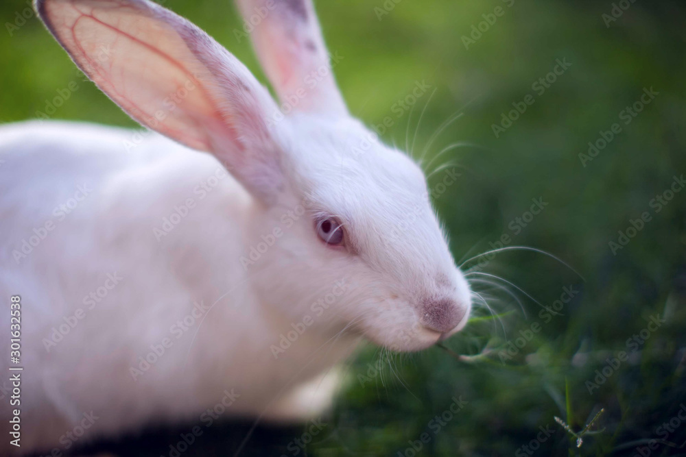 Mini white rabbit sits on the green grass in garden Mini white rabbit sits on the green grass in garden