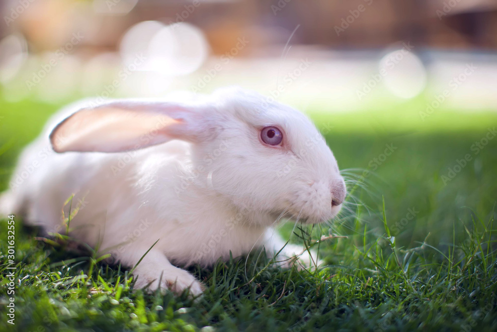 Mini white rabbit sits on the green grass in garden Mini white rabbit sits on the green grass in garden