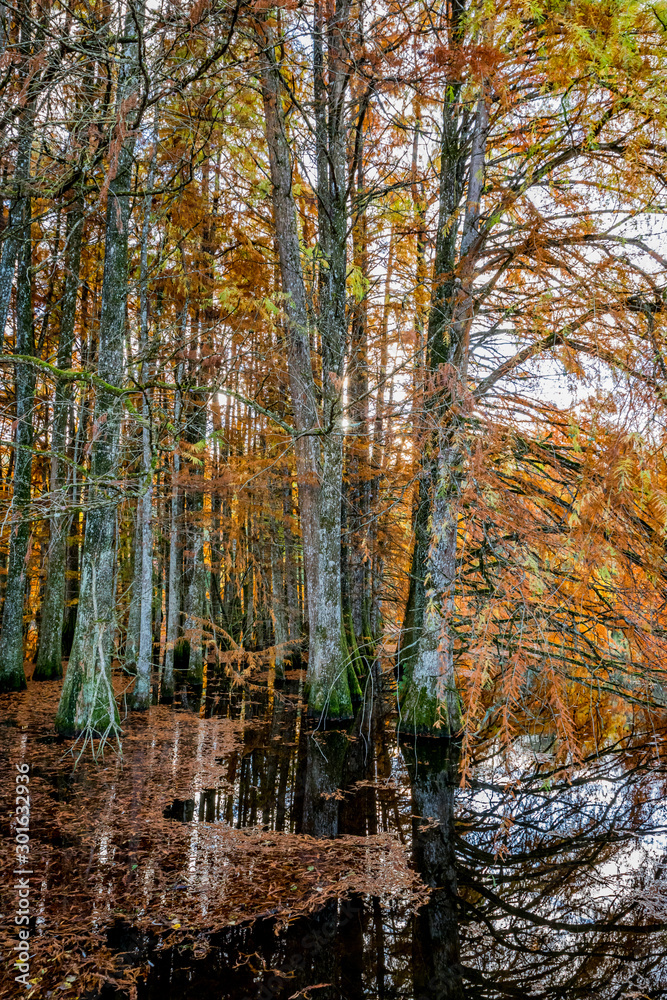 Fototapeta premium Cyprès Chauve en Automne
