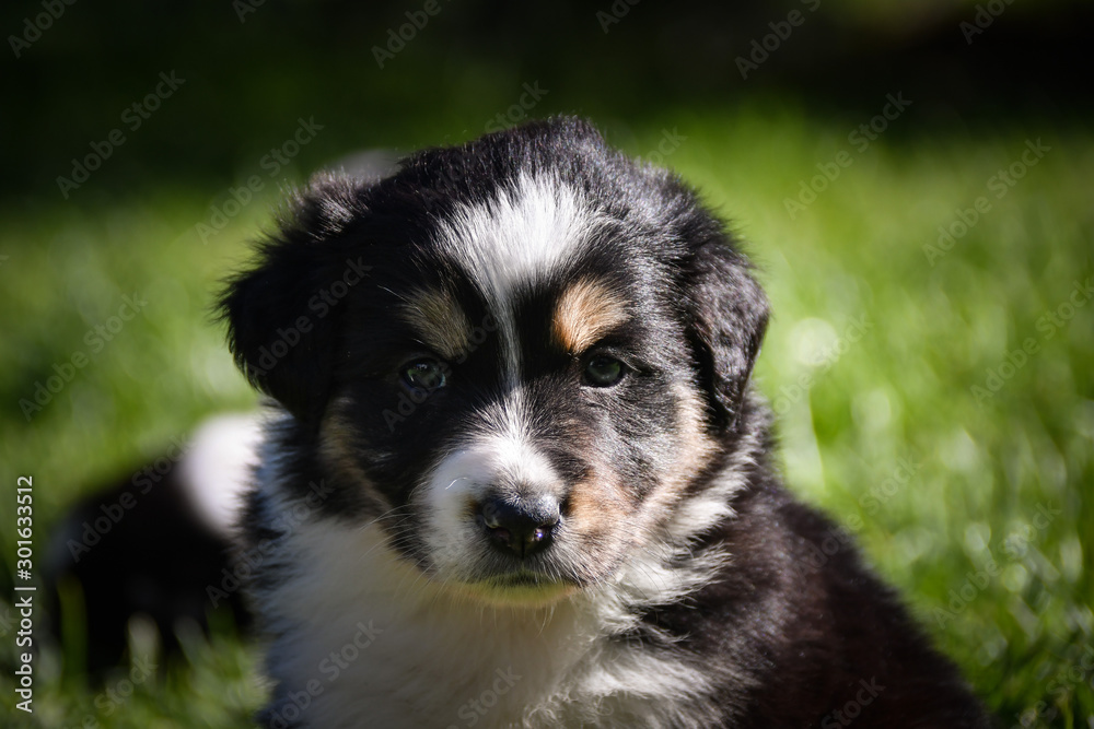 Fototapeta premium six week old border collie puppy. Tricolor teddybear amazing structure on his head.