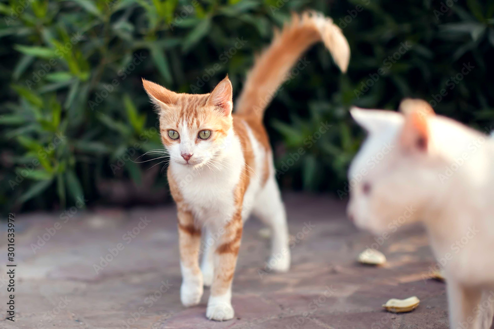 Hungry homeless cats on the street. Animal protection concept Hungry homeless cats on the street. Animal protection concept
