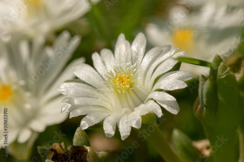 Biały, polny kwiatek