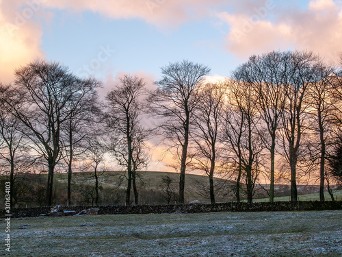 A line of trees, bare of leaves and silhouetted against the dawn sky, follows a stone fence in front of the gentle  roll of the distant hills near Malham in England's Yorskshire Dales National Park. photo