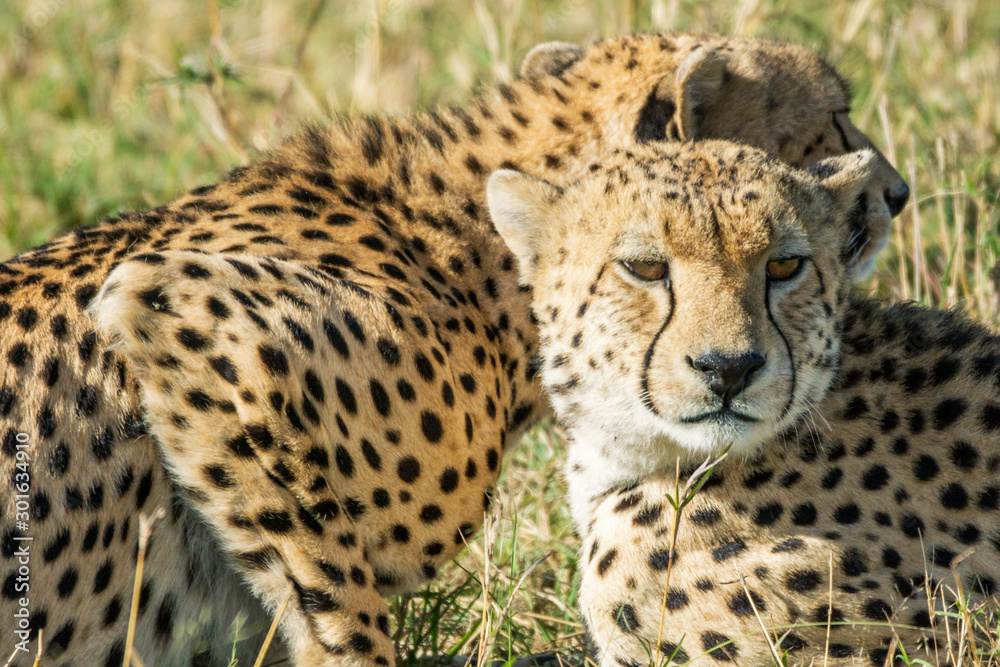 Beautiful closeup wildlife portrait of cheetahs relaxing/cuddling in the grass in masai mara, kenya, africa. Safari and wild animal concept. Beautiful closeup wildlife portrait of cheetahs relaxing/cuddling in the grass in masai mara, kenya, africa. Safari and wild animal concept.