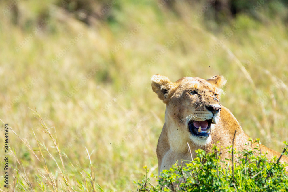 Fototapeta premium Lion with flies on his nose are relaxing under the hot sun in kenya. Wildlife and safari concept.
