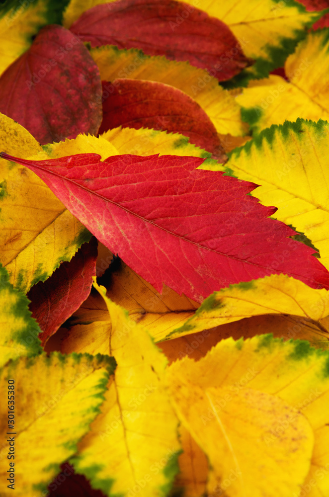 Group of colorful autumn leaves background Group of colorful autumn leaves background