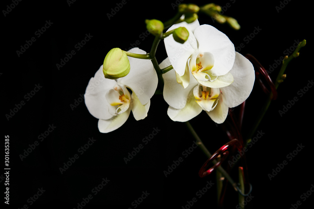 Obraz premium Orchid flower blossom isolated on the black background with copyspase for cards and design.