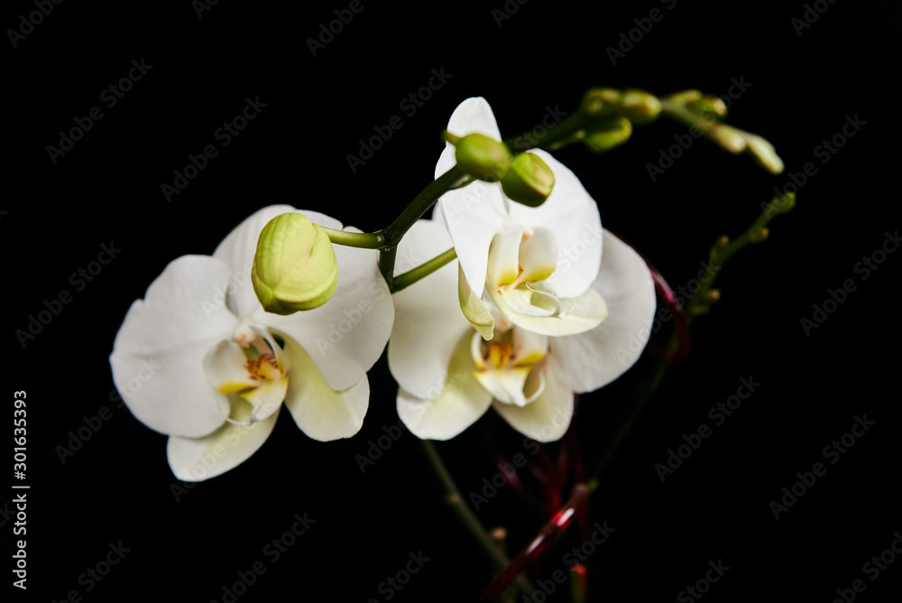 Obraz premium Orchid flower blossom isolated on the black background with copyspase for cards and design.