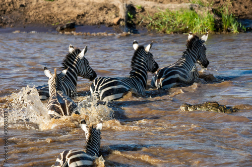Zebras are crossing mara river with crocodilles approaching. Safari nature and wilderness concept.