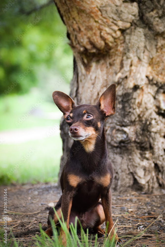 Dog breed Pinscher is standing in front of tree. He is tired and bored.