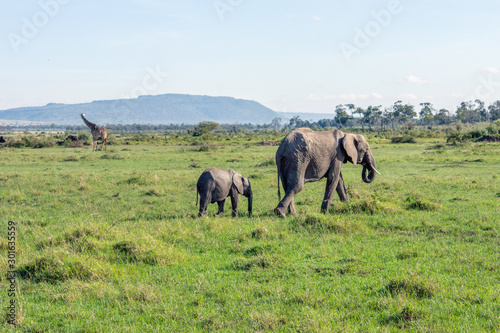 Green and beautiful landscape with walking elephants and mountains in the background. From masai mara/serengeti national park in kenya.