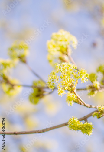 Spring Maple Tree Bloom