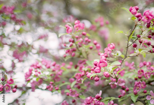 Pink Apple Blossom Spring Flowers