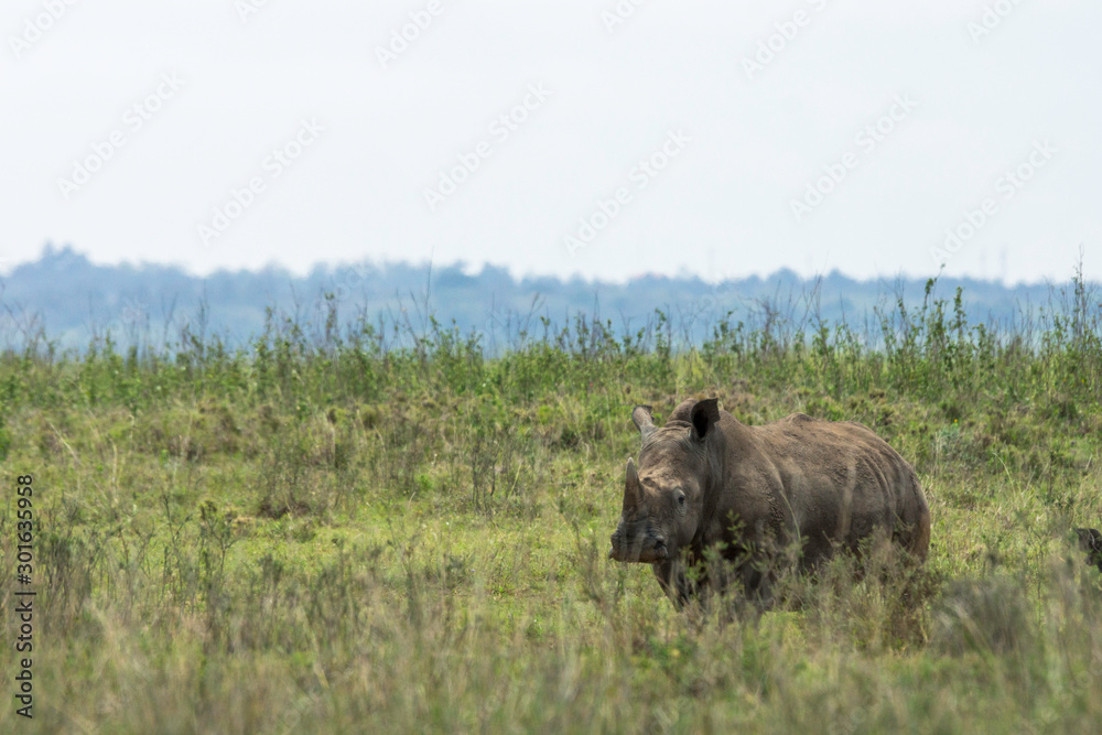 White rhino from nairobi national park in kenya, africa. Safari and wildlife concept. White rhino from nairobi national park in kenya, africa. Safari and wildlife concept.