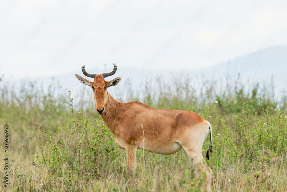 Wildlife portrait of a hartebeest in nairobi national park in kenya, africa. Safari and animals in he wild concept. Wildlife portrait of a hartebeest in nairobi national park in kenya, africa. Safari and animals in he wild concept.