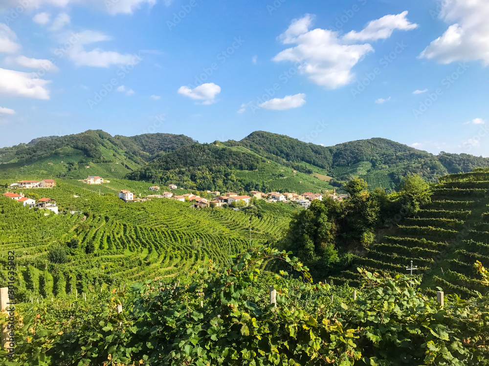 Prosecco Vinyard with Hills and Houses in Valdobbiadene, Veneto, Italy