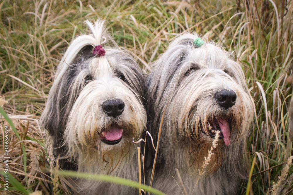 bearded collie is sitting in reed with tongue outside. Autumn photoshooting