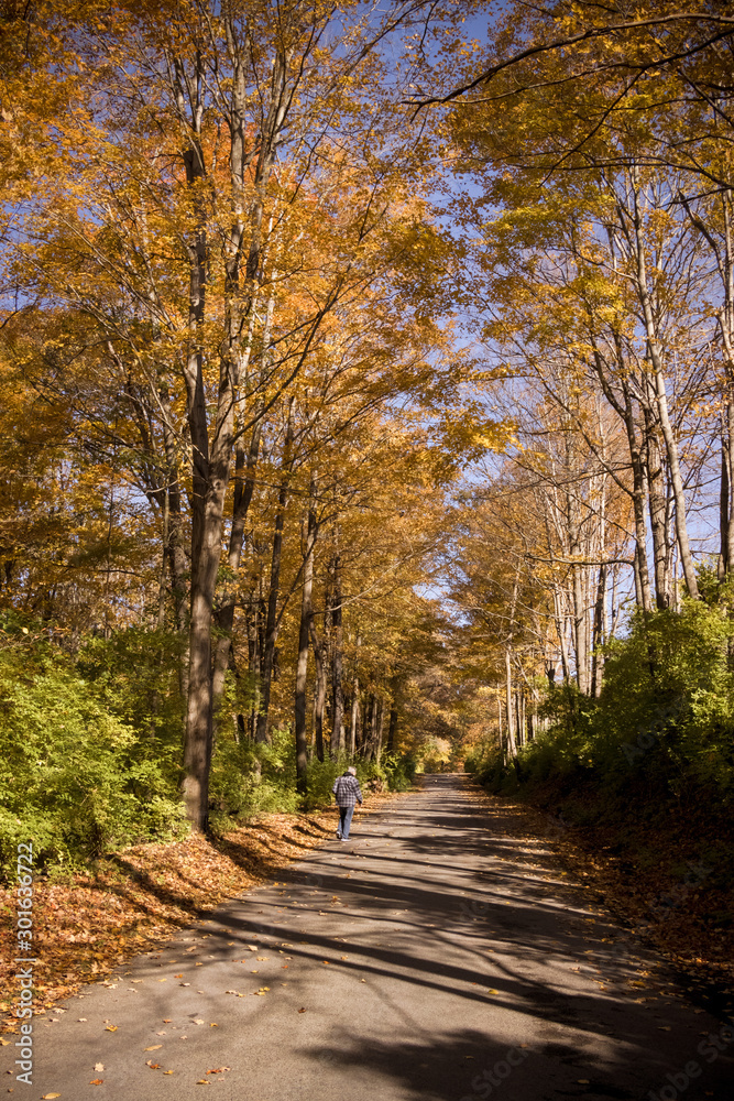 Fototapeta premium Walk in Autumn