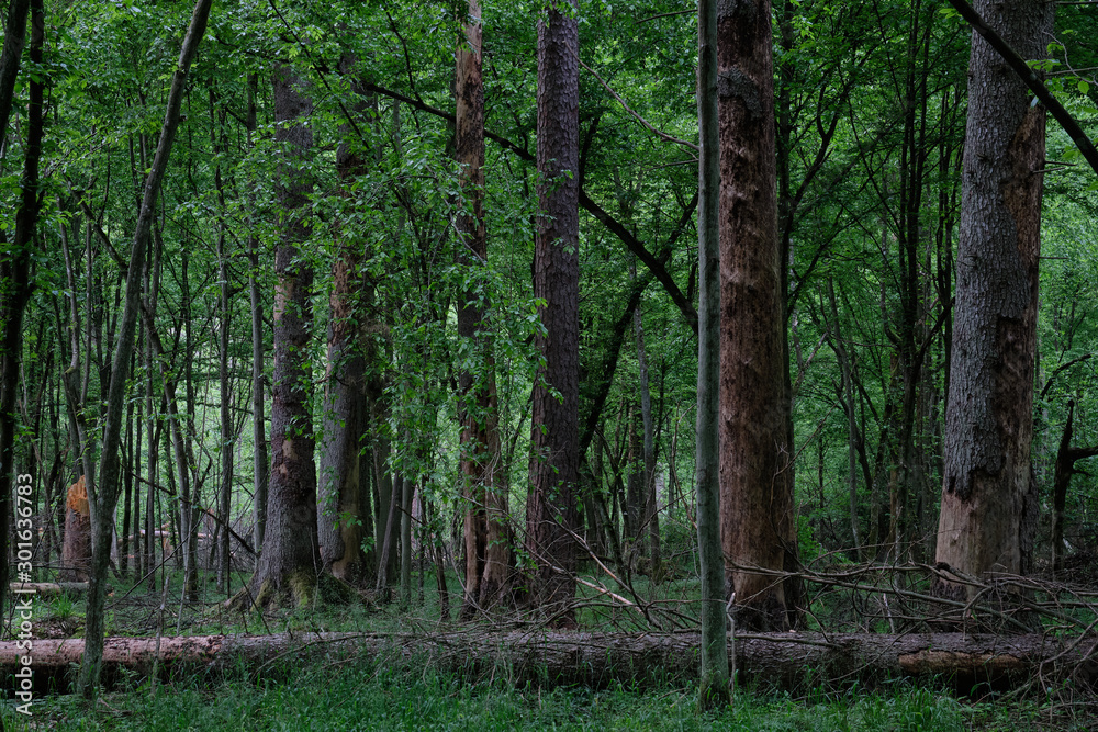 Deciduous stand with hornbeams and old spruce trees Deciduous stand with hornbeams and old spruce trees