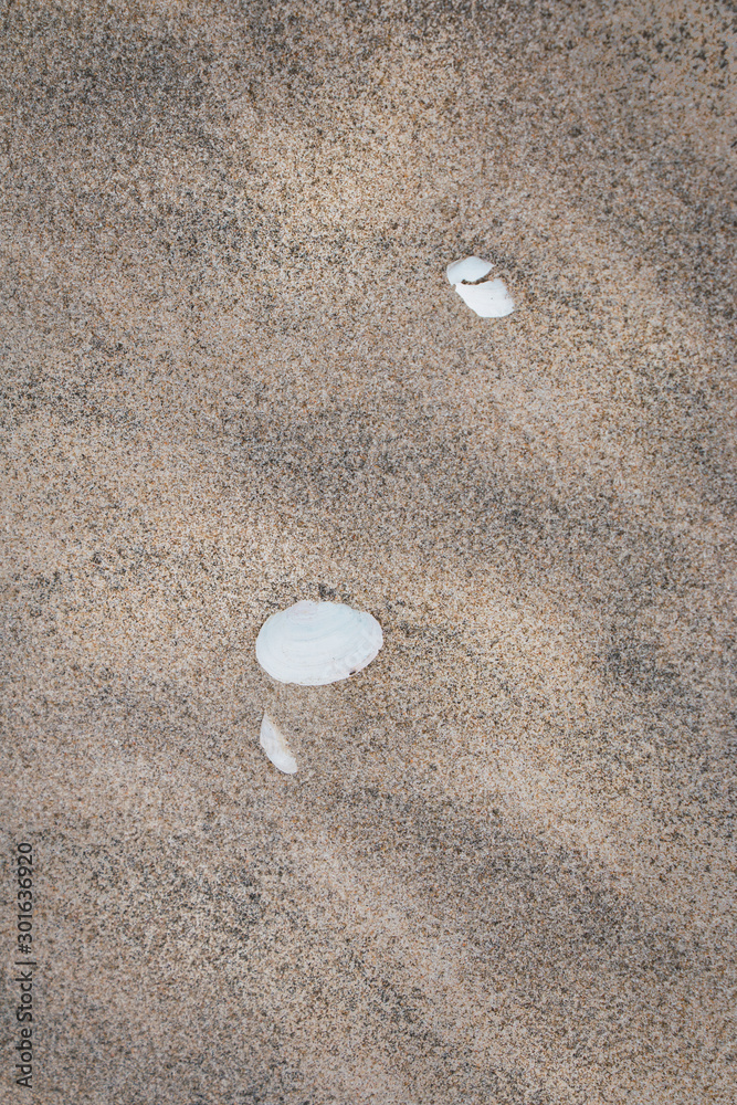 sea shells on the beach