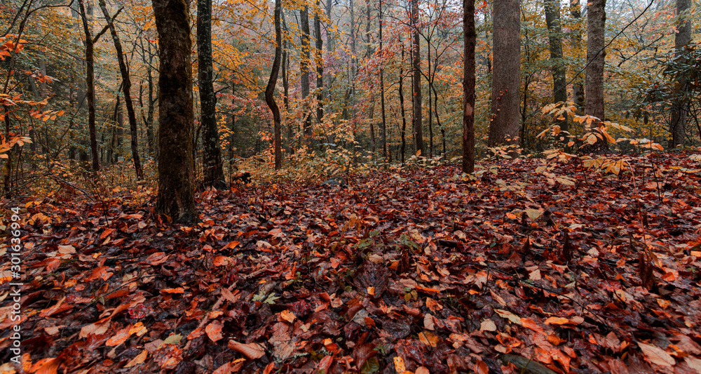 autumn in the forest autumn in the forest
