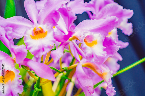 close up photo of a beautiful open colored flower orchid with blurred background
